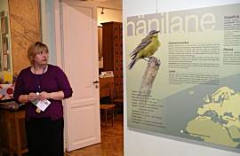 hänilasenäitus