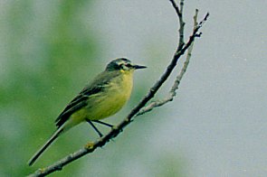 Hänilane
