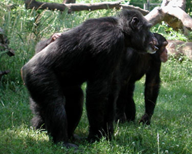 Ðimpans