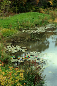 Märgalad