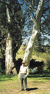 Valgetüvelised eukalüptid ilmestavad Austraalia maastikku