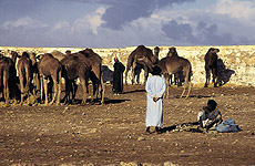 Goulimine'i linna kaameliturg pakub kaupa elavalt.