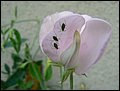 LF2006025.jpg