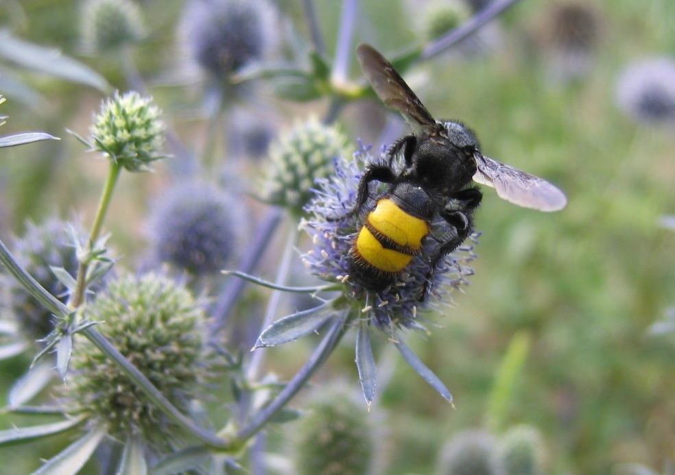 Odaherilane Scolia hirta (foto: Wikipedia Commons)