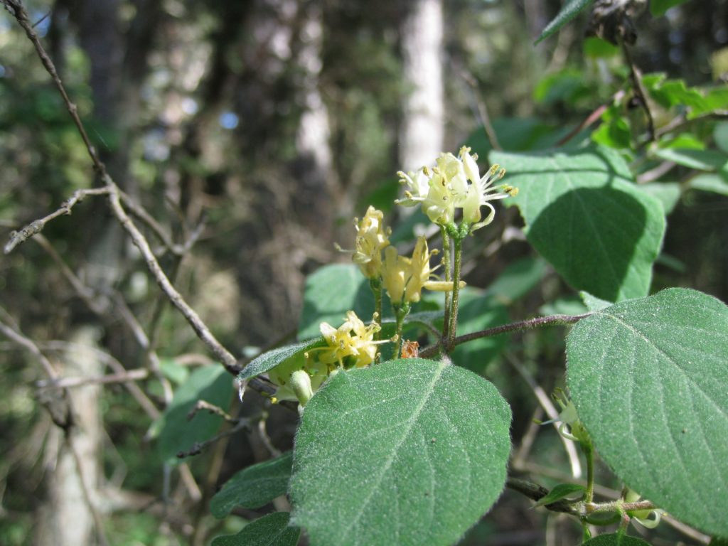 Harilik kuslapuu (Lonicera xylosteum) Foto: Toomas Kukk