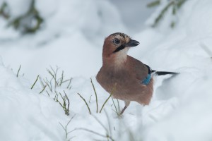 Tagasihoidliku sulestikuga pasknääri tiibu ehivad Eesti lipuvärvid. Foto: Karl Ander Adami