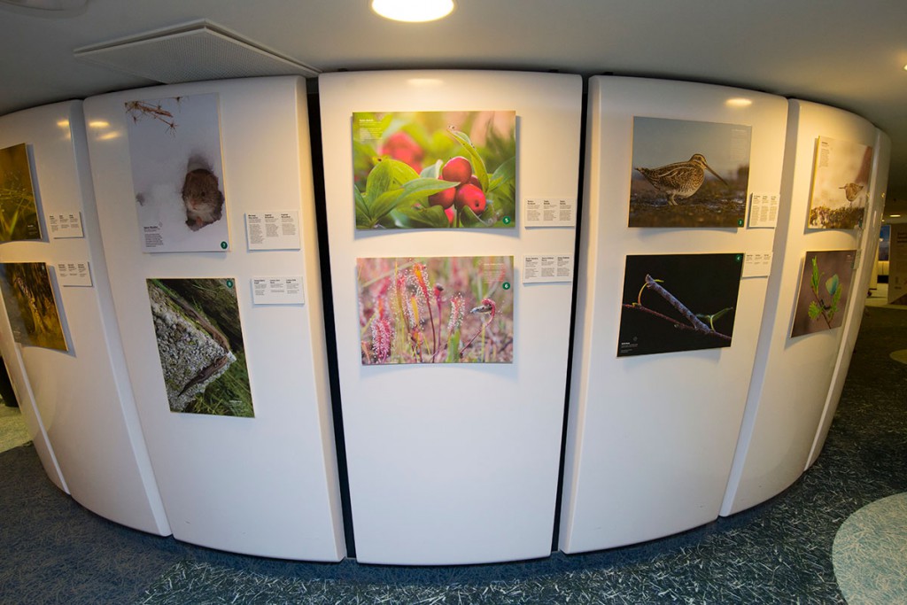 Koostöös RMK-ga avati Eesti Looduse fotovõistluse parimate tööde näitus 2016. aasta märtsis RMK Tallinna majas. 16. aprillini 2017 on näitus avatud Tallinna Teletornis.Foto: Aivar Pärtel.