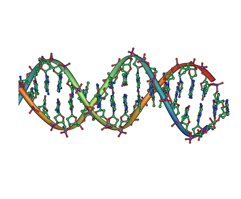 DNA kaksikheeliksi fragment