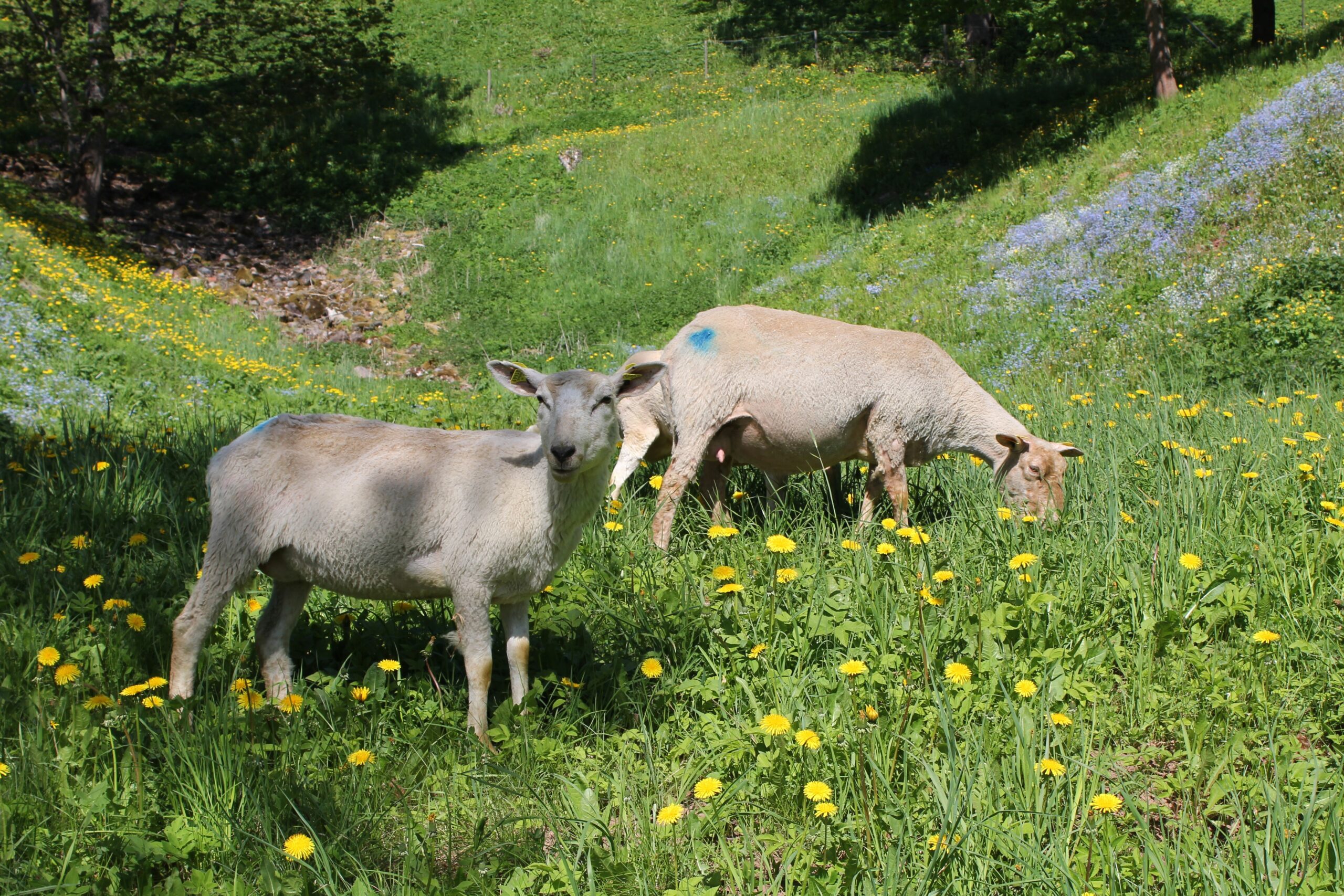 Linnalambad Viljandi lossimägedel Foto: Maarja Evert