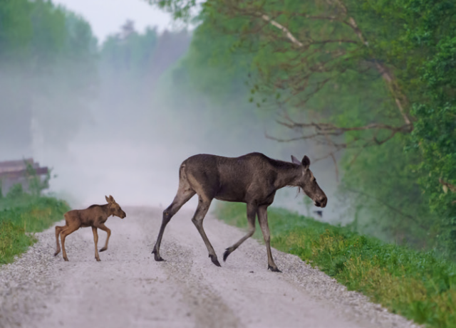 AASTA LOOM | Põder on Eesti põlisasukas | Loodusajakiri