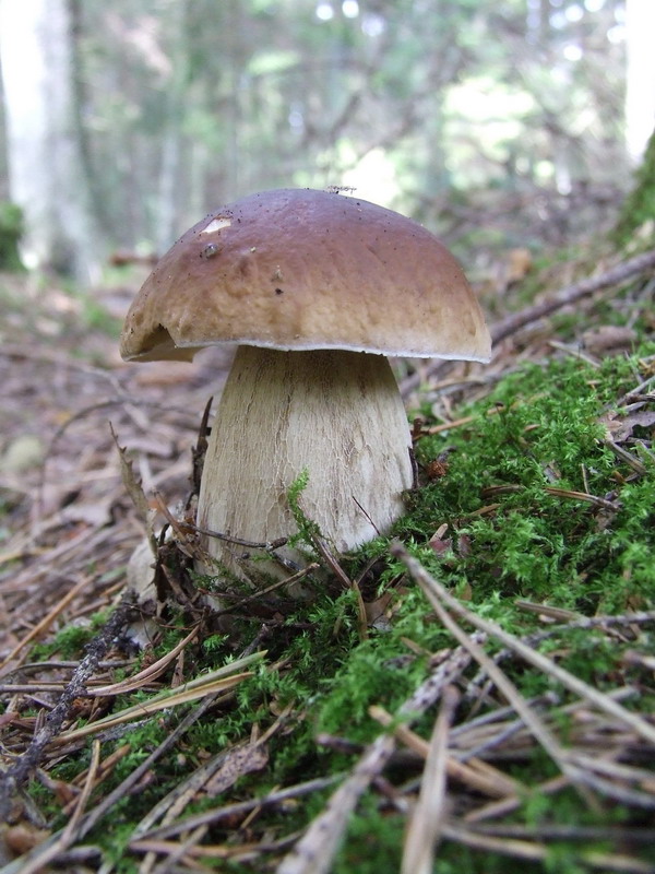 Boletus_edulis_11