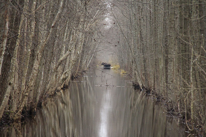 2016. a. võistluse loomafotode peaauhind, autor Siret Lahemaa