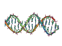 DNA kaksikheeliksi fragment