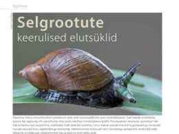 thumbnail of selgrootud2021