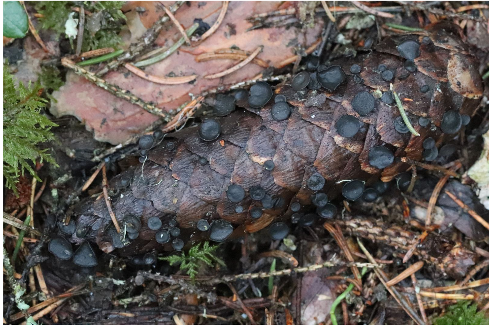 Kutsume üles vaatlema varakevadist loodust ja otsima kuuse-käbitiksikut (Piceomphale bulgarioides).  See pisike seen kasvab niisketes metsades mahakukkunud kuus