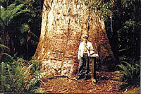 Maailma kõrgeima lehtpuu - 95 m kõrguse valitseva eukalüpti tüve läbimõõt on ligi 2 meetrit