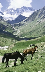Kaukaasia hobused