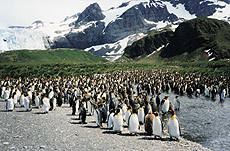 Kuningpingviini koloonia