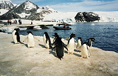 Adeelia pingviinid on kõige arvukamad linnud  Antarktikas