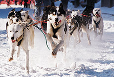 Treenitud koerte, kerge kelgu ja hea rajaga sõidetakse kuni 200 km päevas.